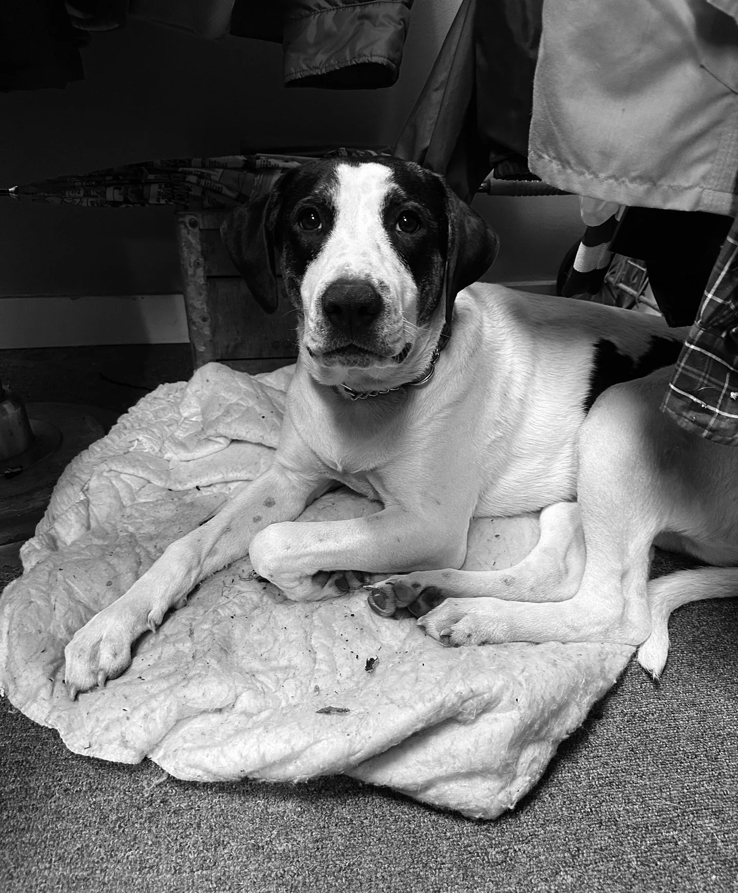 Visiting friends @shopretrogenie #blackandwhite #blackandwhitephotography #retro #vintage #dog #dogs