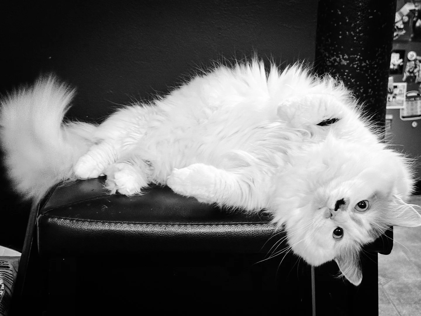 #cat #cats #blackandwhitephotography #blackandwhite #petportrait #petpotraits