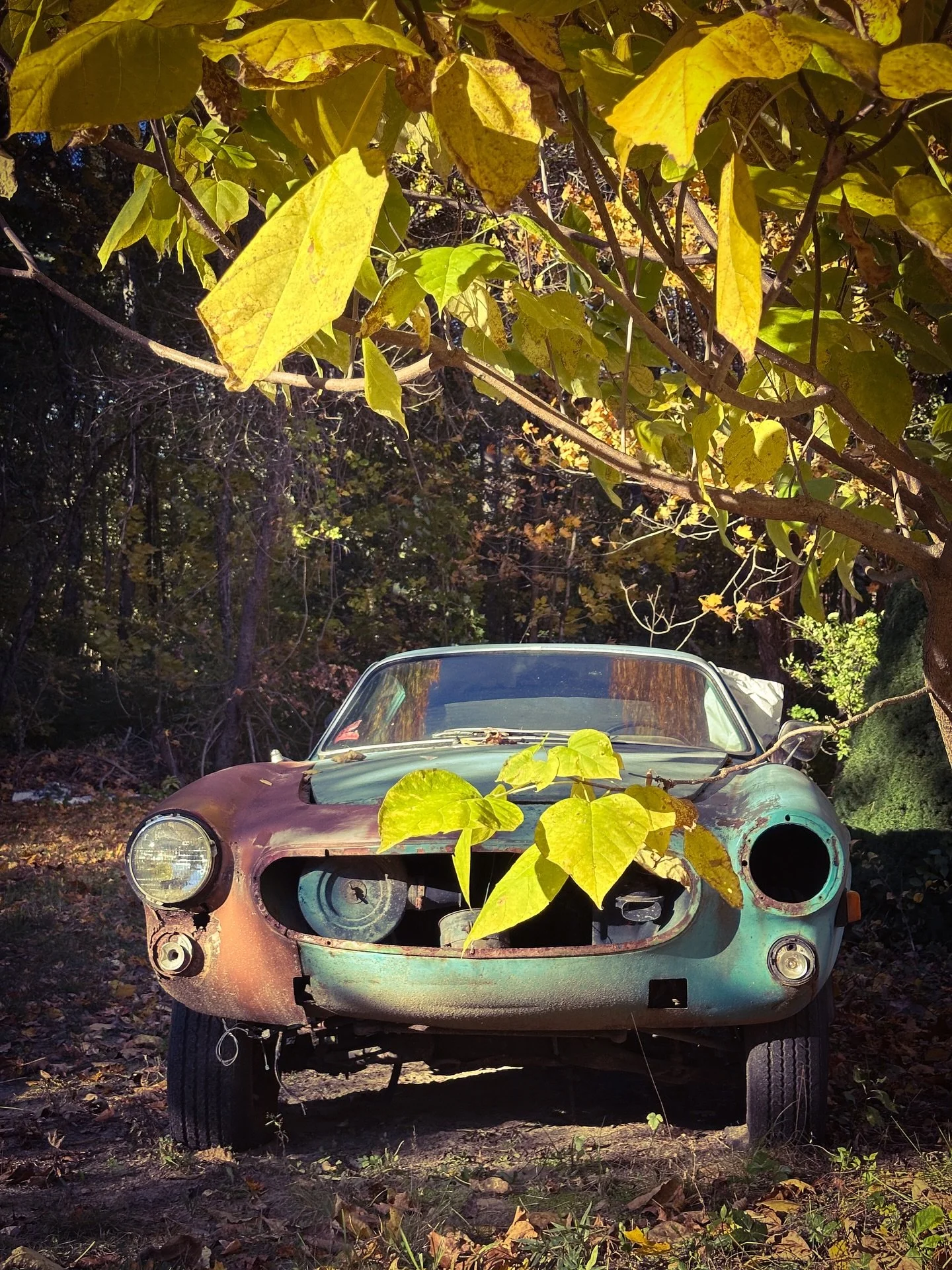 Fall colors #fall #autumn #vintage #car #vibtagecar #streetphotos #nature #streetphotography #landscape #colors #colorphotography #blackandwhite #blackandwhitephotography #patina #rust