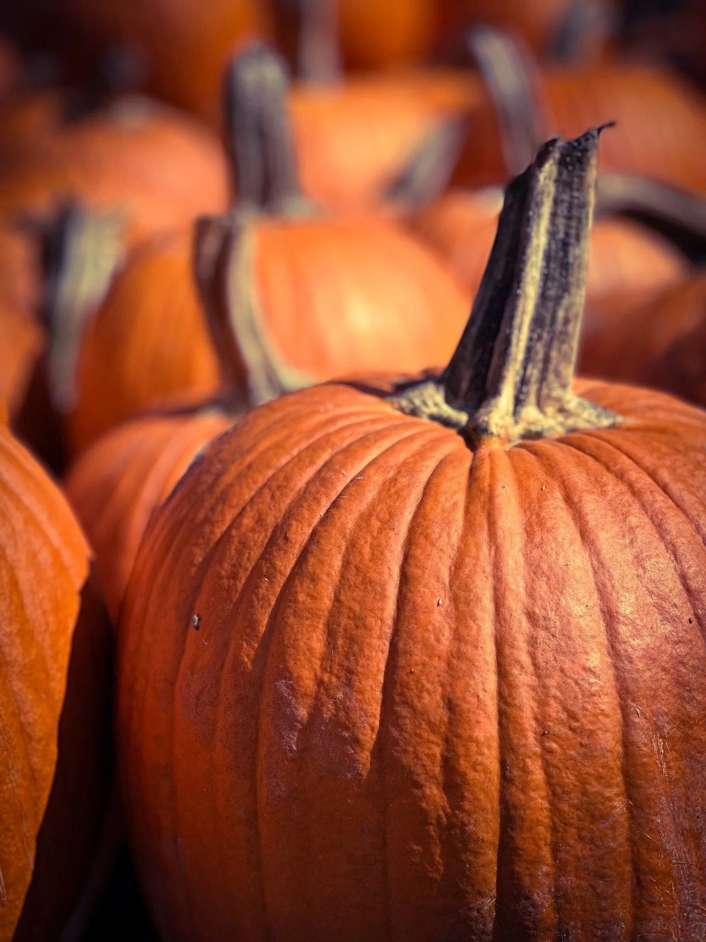 Great pumpkins @longriverproduce #pumpkins #autumn #fall #fallvibes #autumnvibes #colors #fallcolors #colorphotography