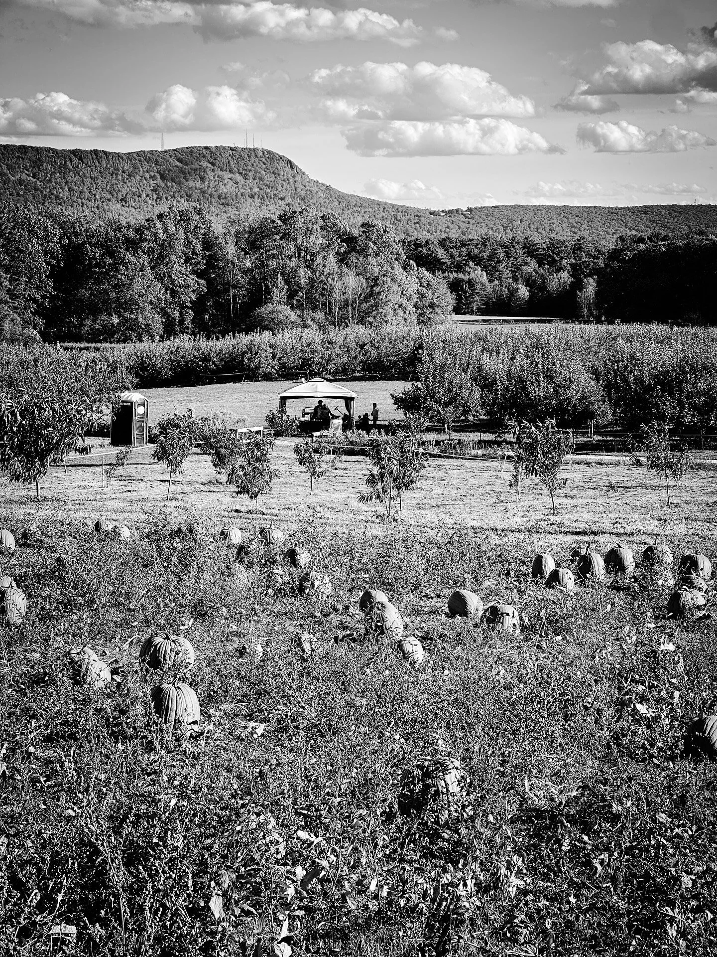 Fanll view @parkhillorchard #autumn #pumpkins #landscape #landscapephotography #blackandwhite #blackandwhitephotography #fallvibes