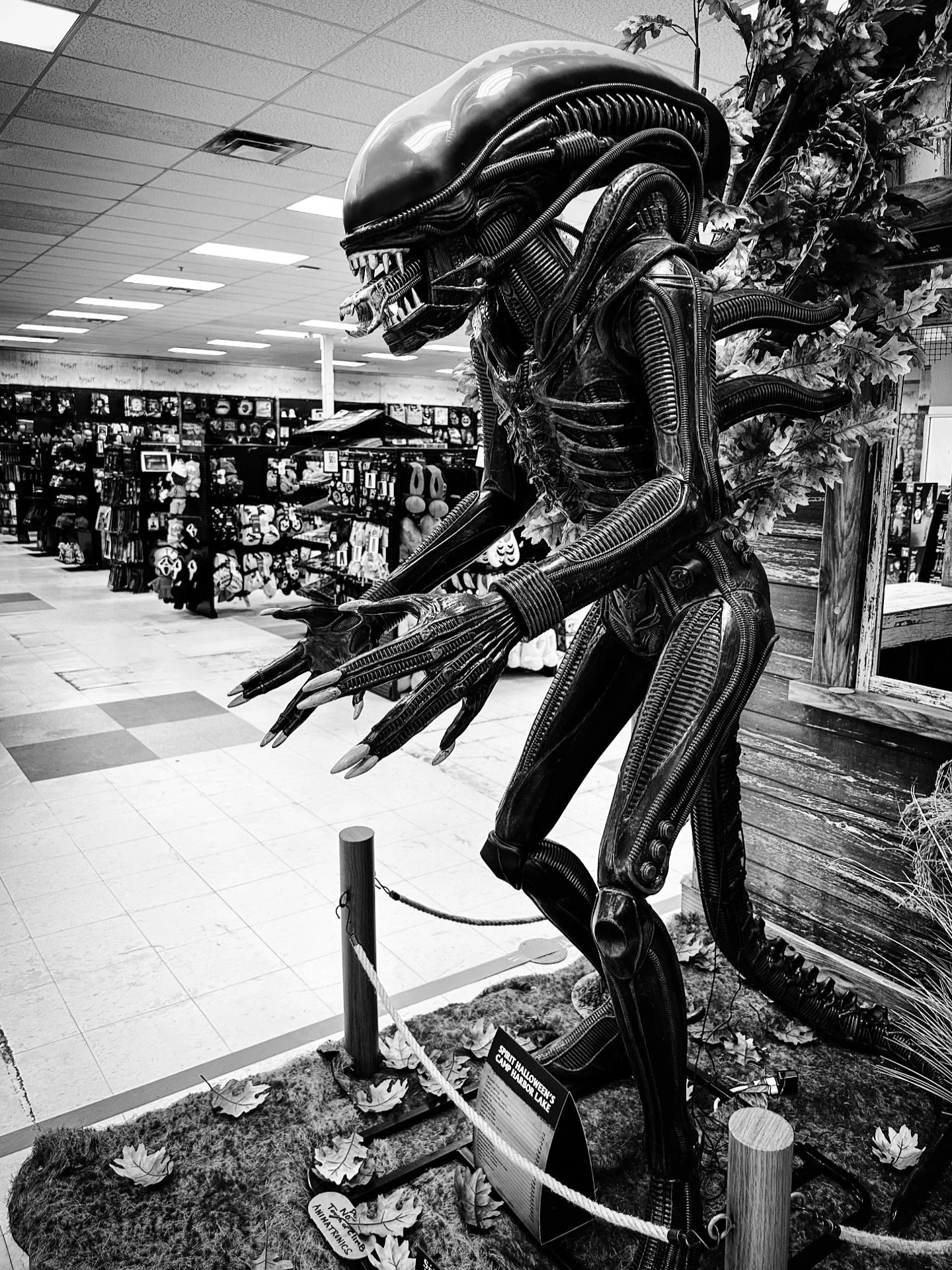 More spooky season #spookyseason #blackandwhite #blackandwhitephotography #halloweeniscoming #halloweendecorations #alien