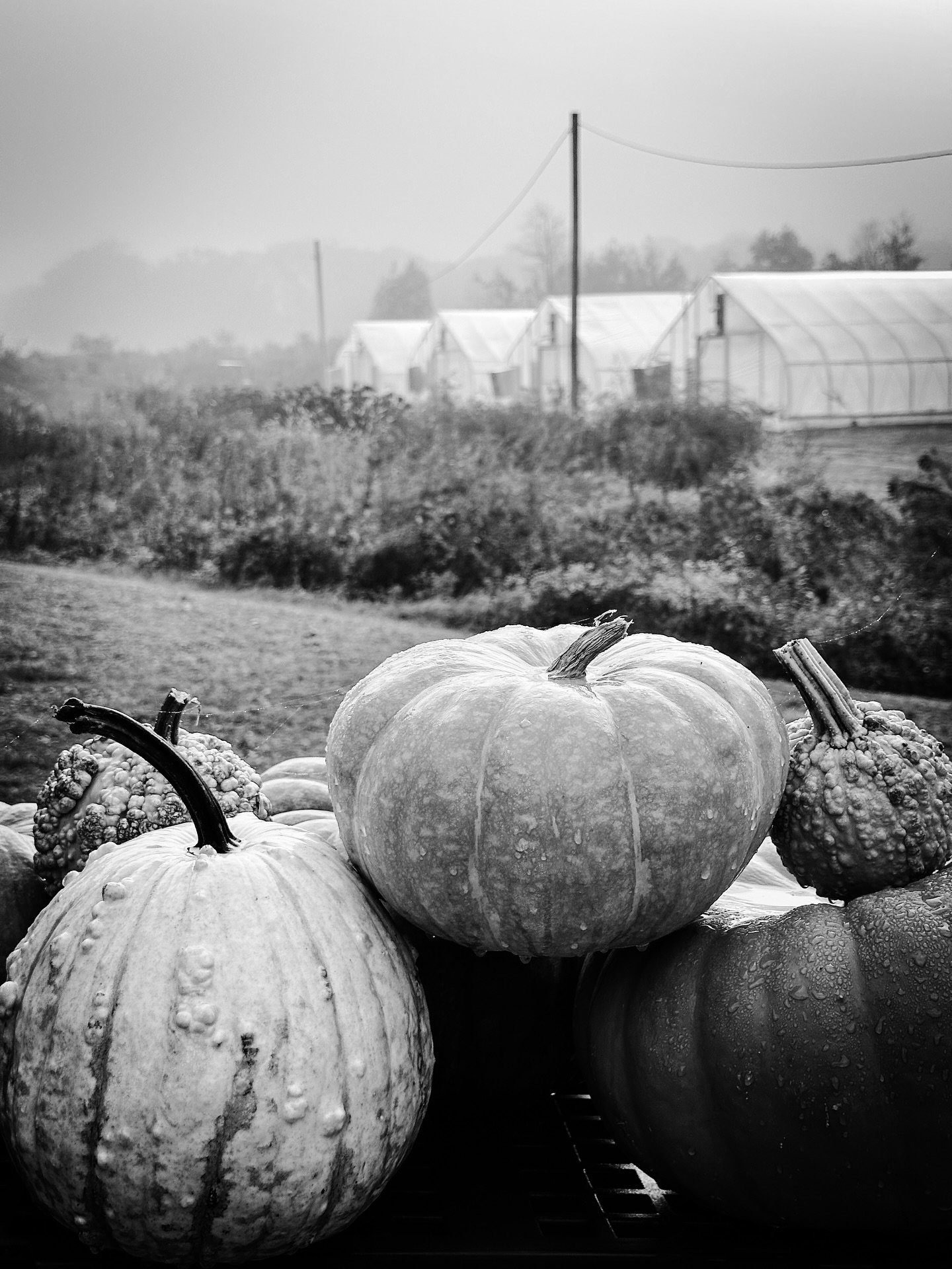 This morning #foggy #misty #fall #autumn #pumpkins @longriverproduce #blackandwhite #blackandwhitephotography #monochrome #morning #fallvibes #autumnvibes #fallcolors