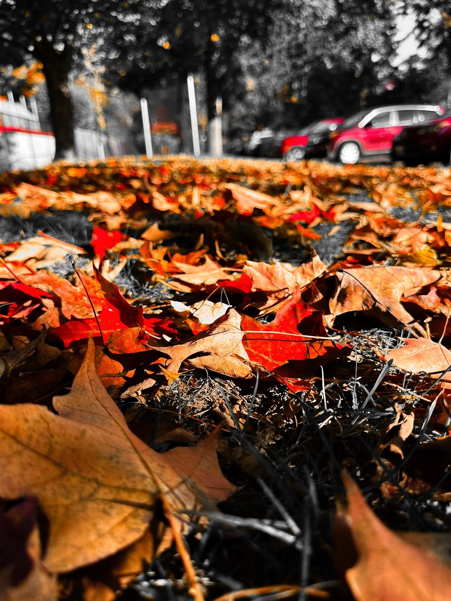 Foliage #fallvibes #autumnvibes #foliage #fallfoliage #colorsplash #fall #autumn #colors #blackandwhite #landscape #nature #trees #blackandwhitephotography
