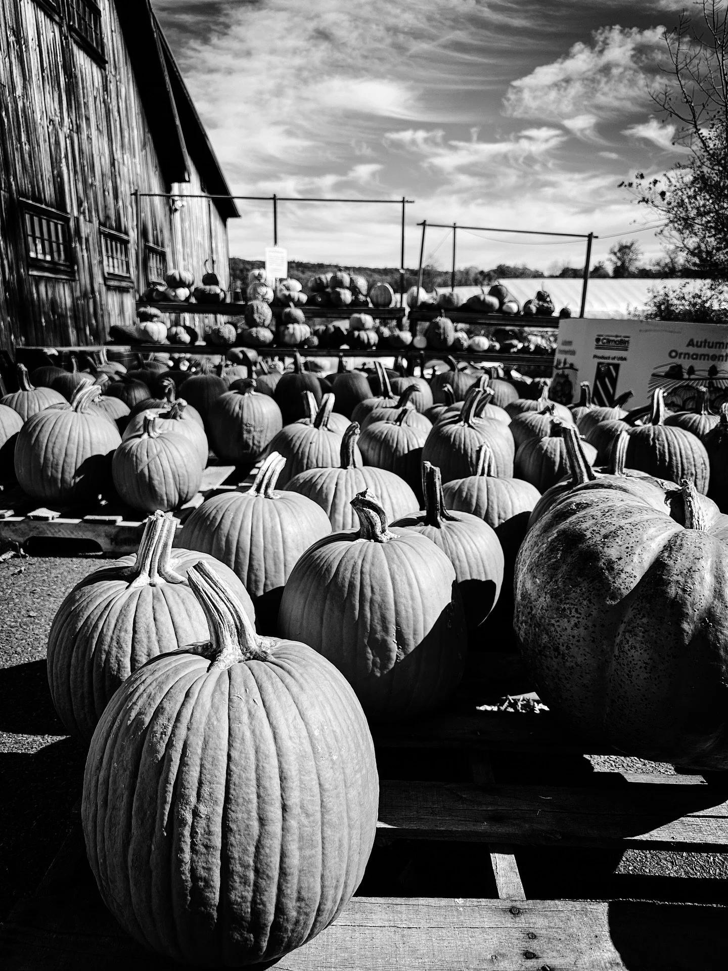 More pumpkins! 🎃 #fallvibes #pumpkins @longriverproduce #autumnvibes #pumpkins #blackandwhite #blackandwhitephotography #fallcolors #sky #clouds
