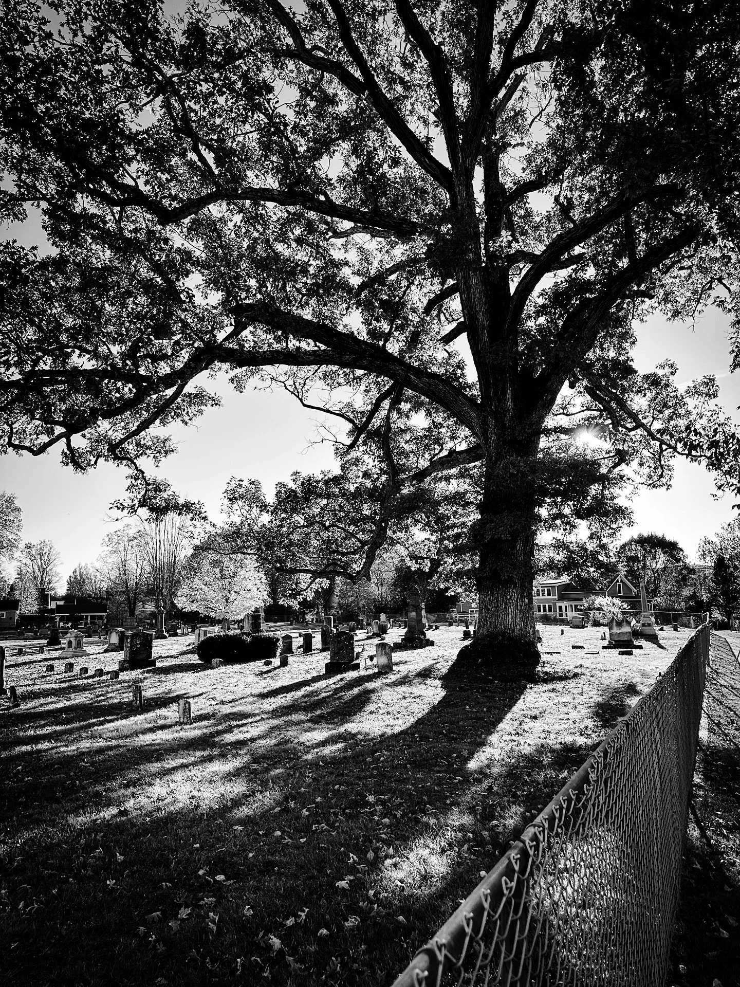 Fall Shadows #autumn #trees #shadows #streetphotos #streetphotography #fallvibes #autumnvibes #blackandwhite #blackandwhitephotography