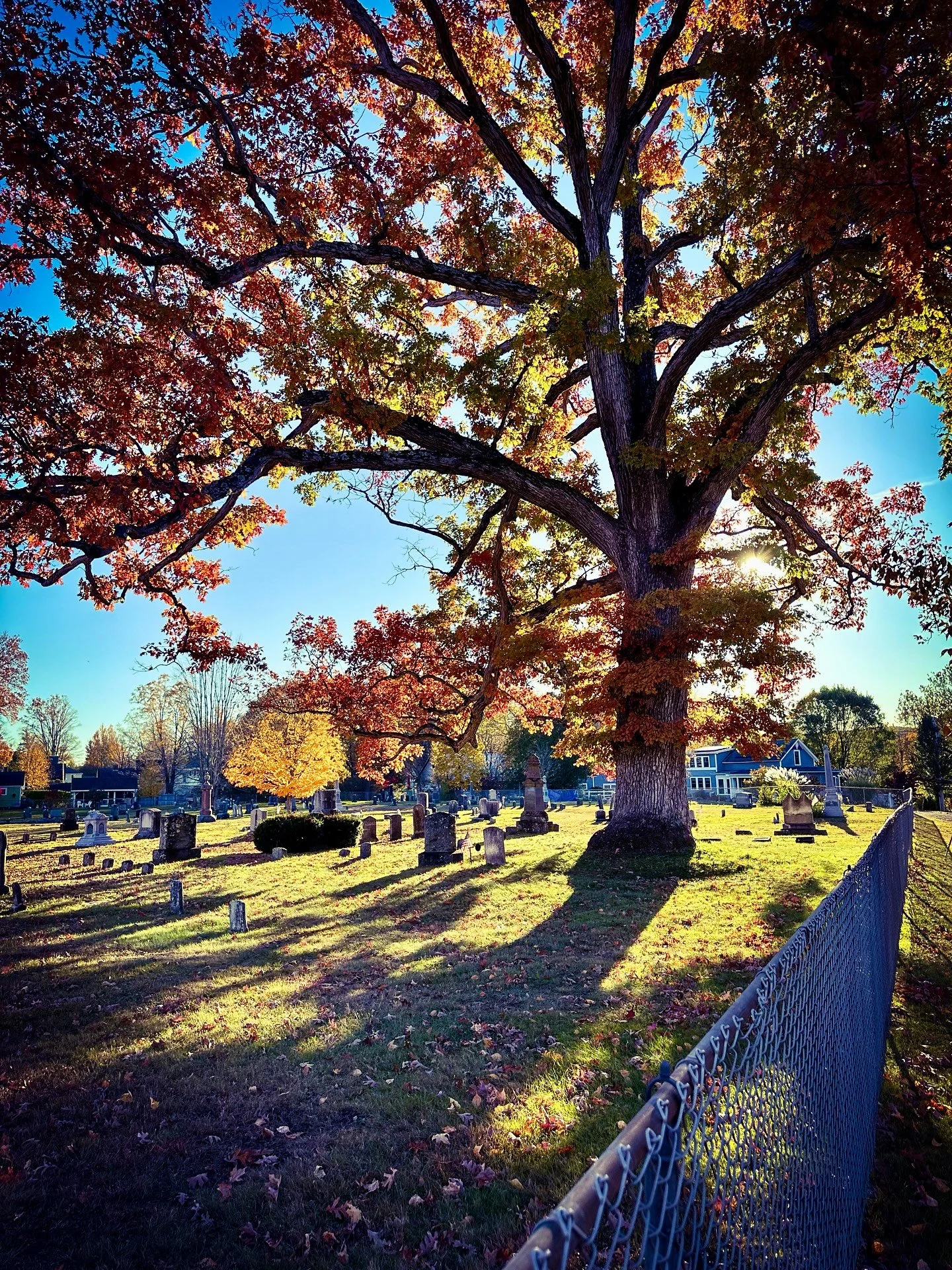 Fall colors #fallcolors #fallvibes #autumnvibes #shadows #trees #colors #colorphotography #foliage #fallfoliage