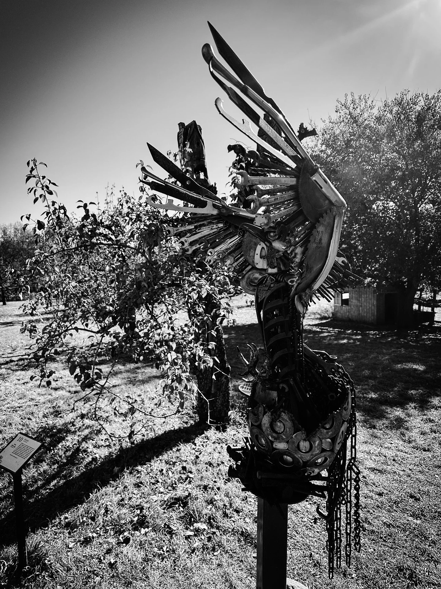 Rebirth by Greg Didyoung #artintheorchard @parkhillorchard #art #sculpture #sculpturegarden #blackandwhite #blackandwhitephotography #sculptures