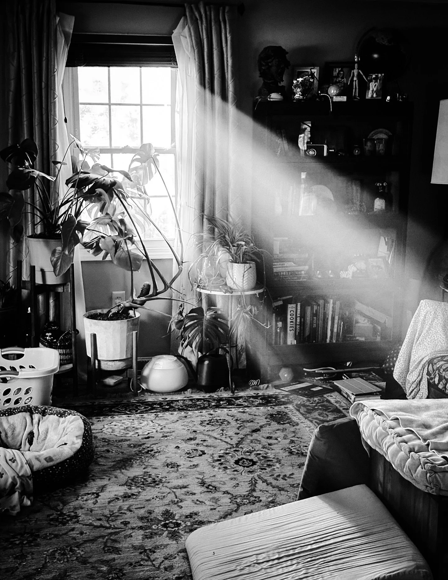 #sun #sunrays #sunbeams #sunlight #shadows #blackandwhitephotography #blackandwhite #dreamy #mysterious