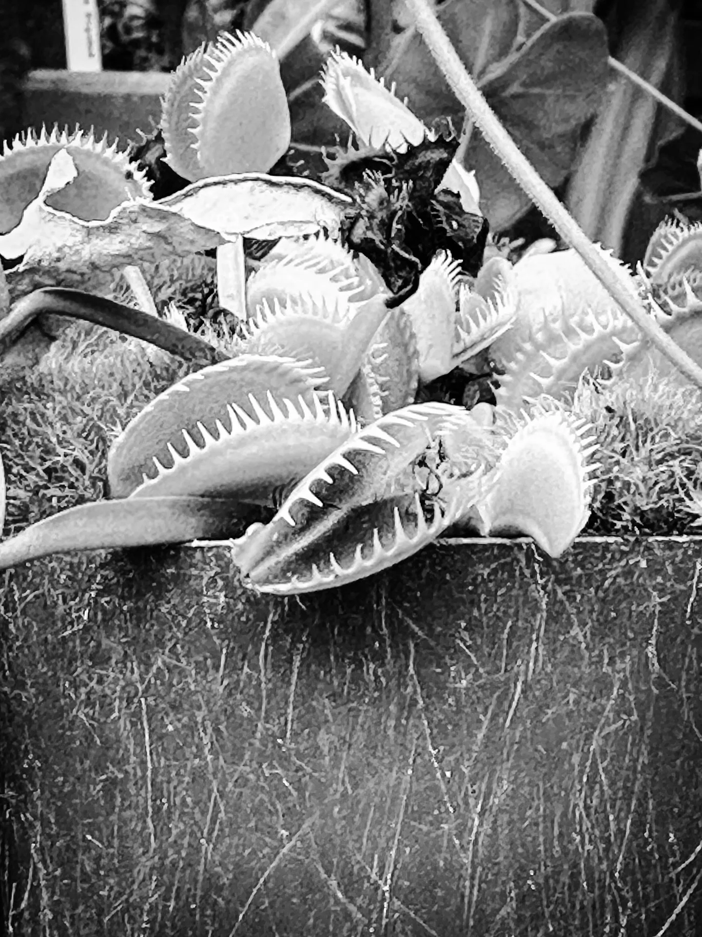 Black, white &amp; red #blackandwhite #blackandwhitephotography #venusflytrap #plants #fallvibes @smithcollegebotanicgarden