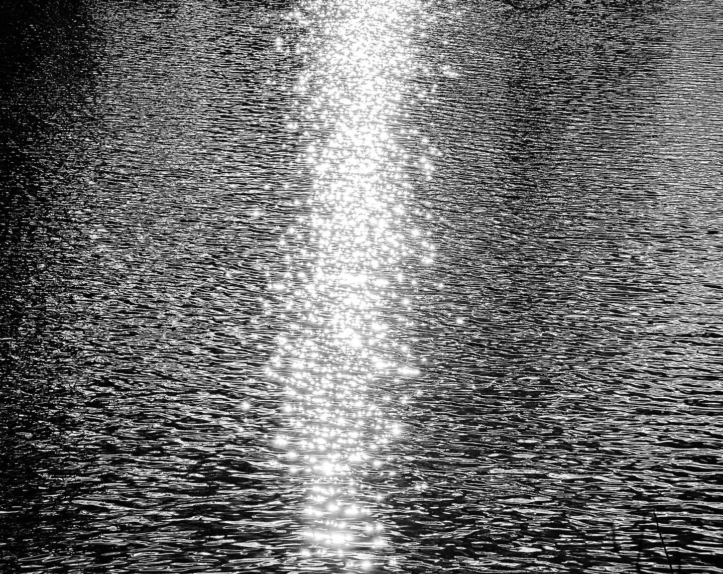 Fall day #fallvibes #nature #landscape #autumnvibes #blackandwhite #blackandwhitephotography #river #geese #trees #shadows