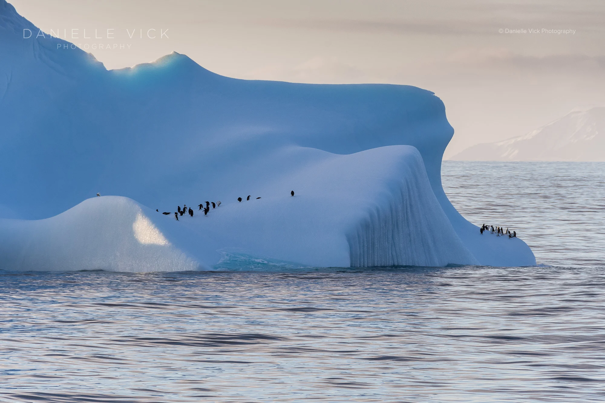 DVP-antarctica-4.jpg