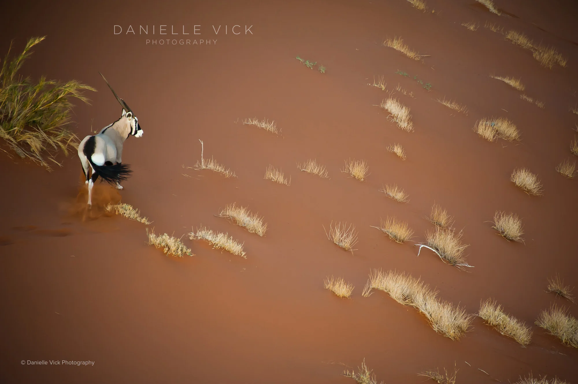 DVP-namibia-9.jpg