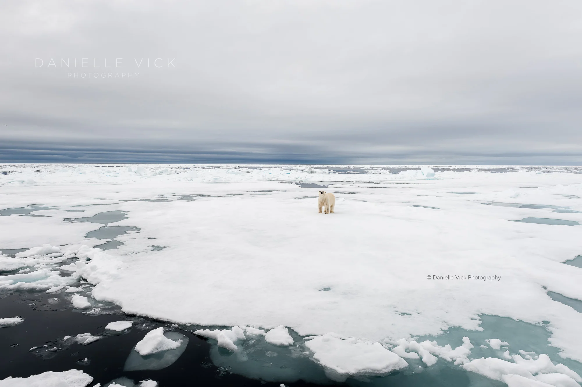DVP-polarbears-2.jpg