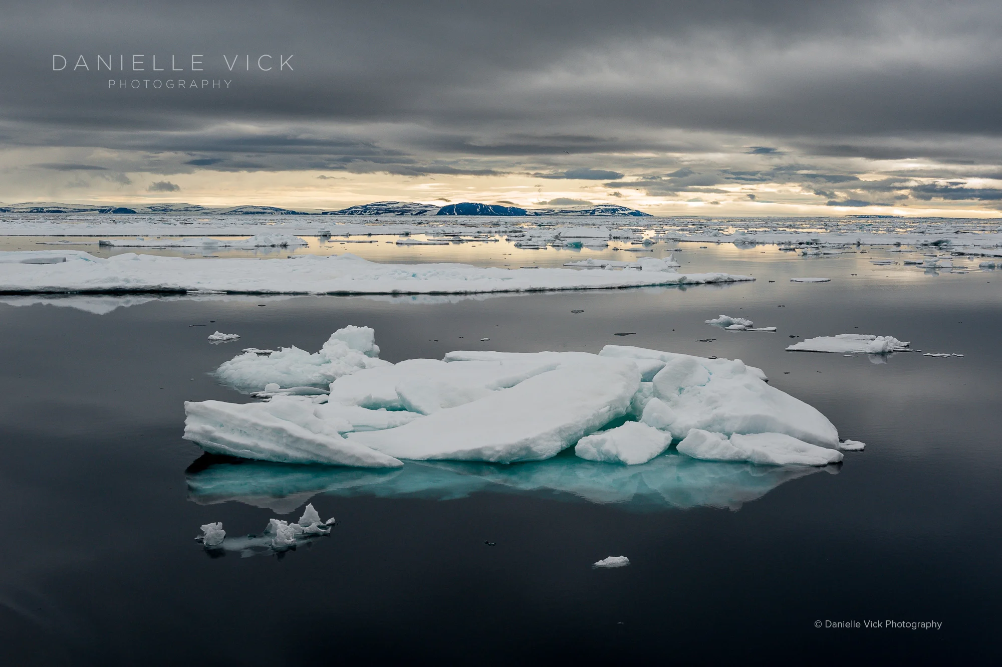 DVP-polarbears-1.jpg