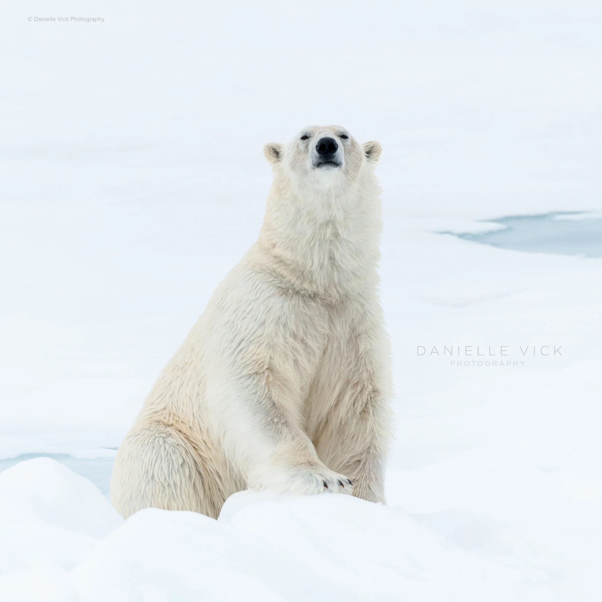 DVP-polarbears-4.jpg