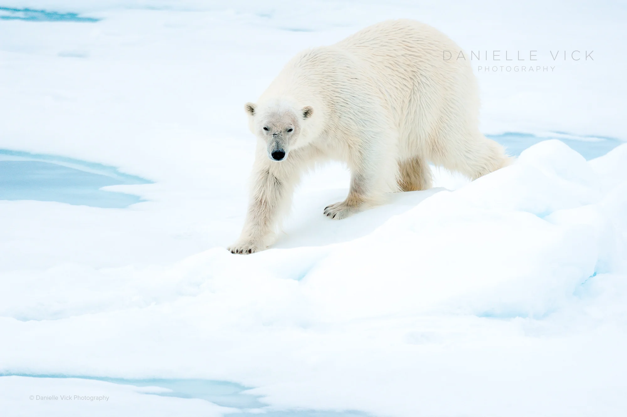 DVP-polarbears-6.jpg