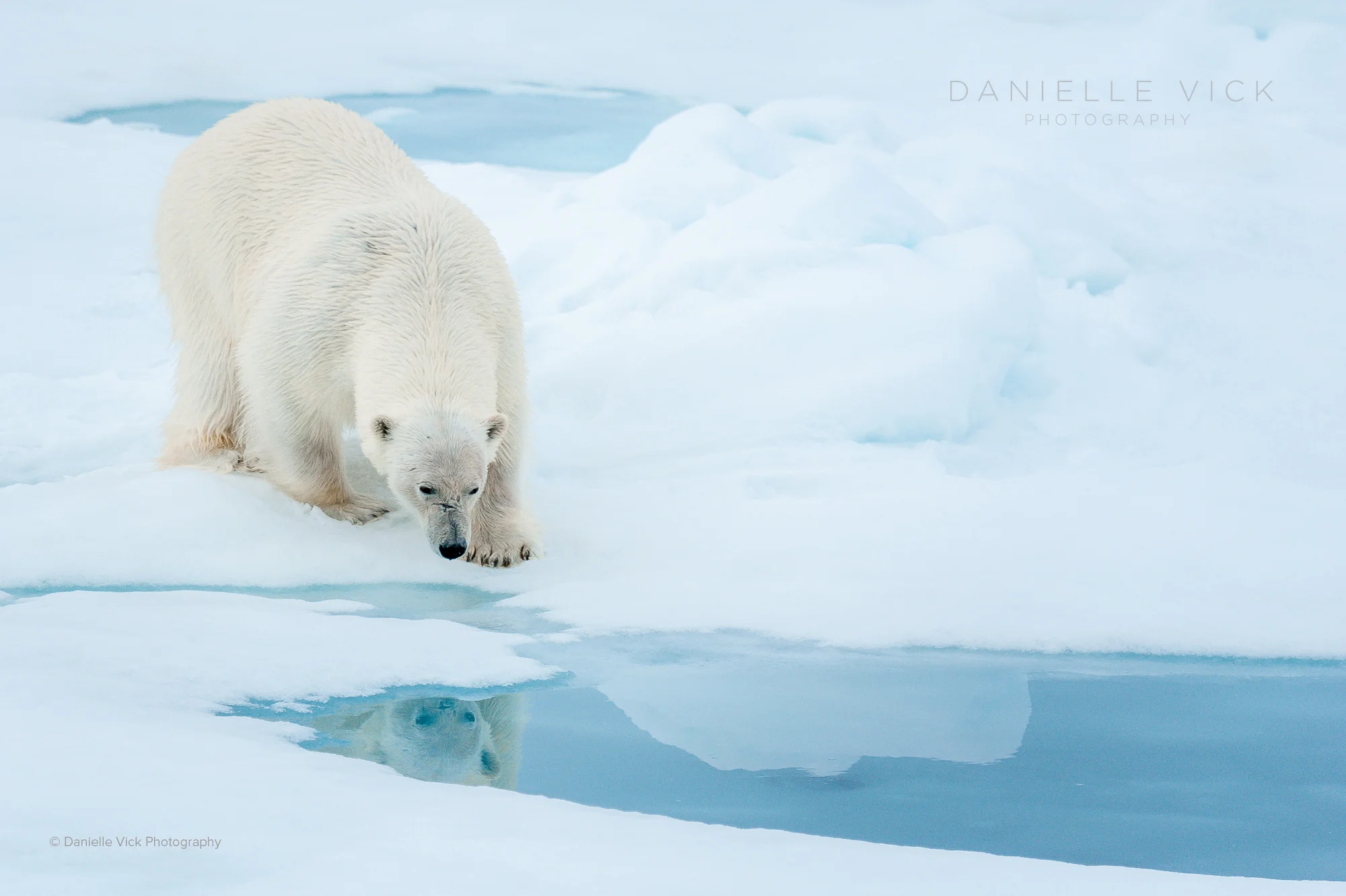 DVP-polarbears-7.jpg