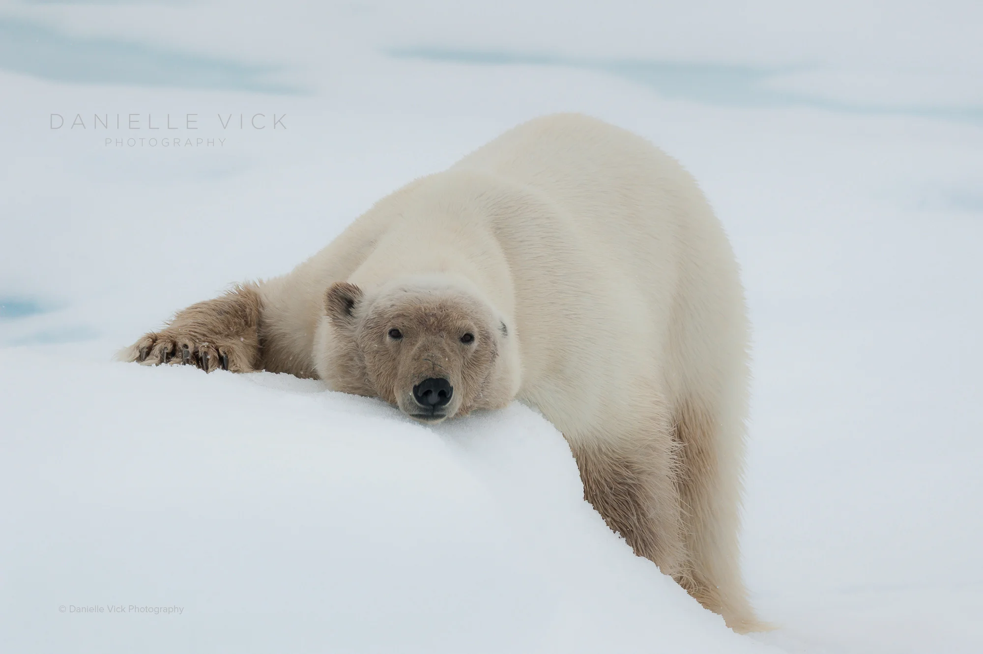 DVP-polarbears-9.jpg
