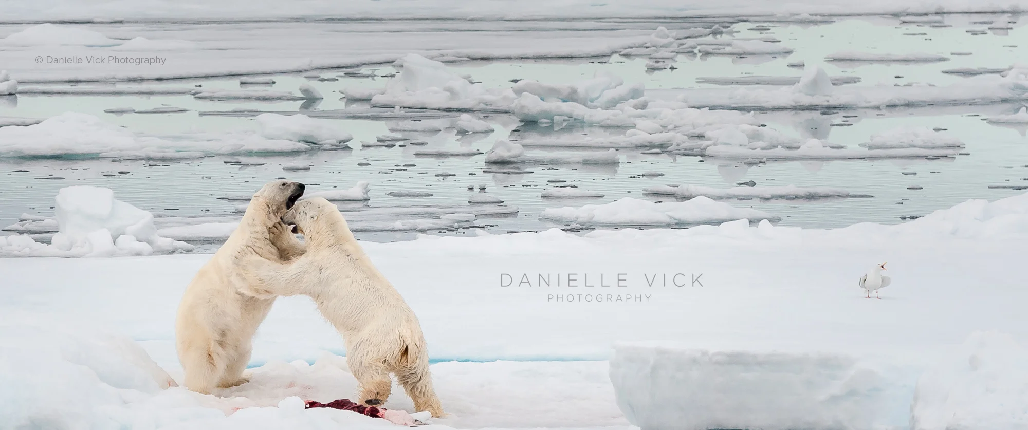 DVP-polarbears-15.jpg