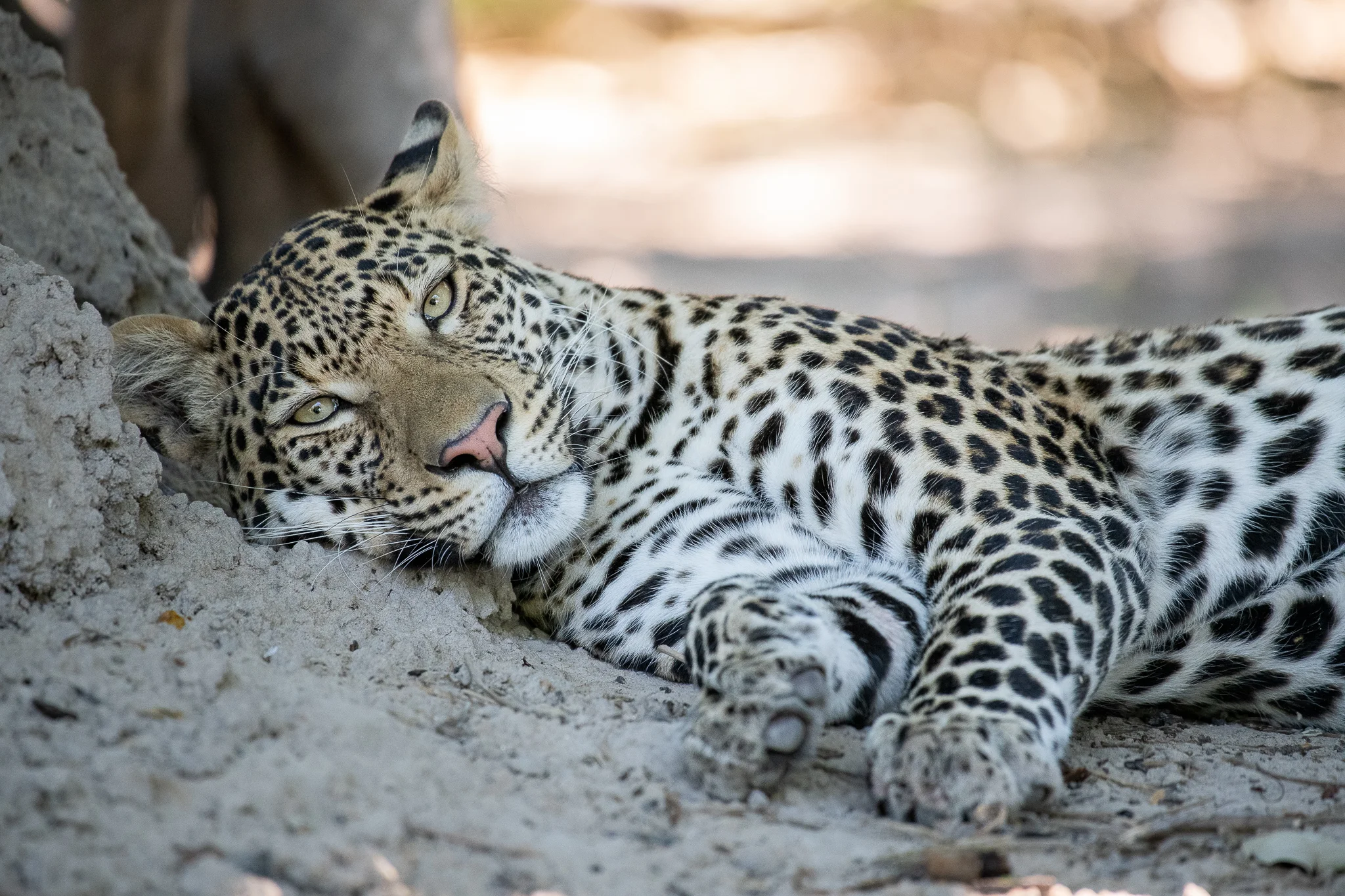 2018_Botswana_-6.jpg