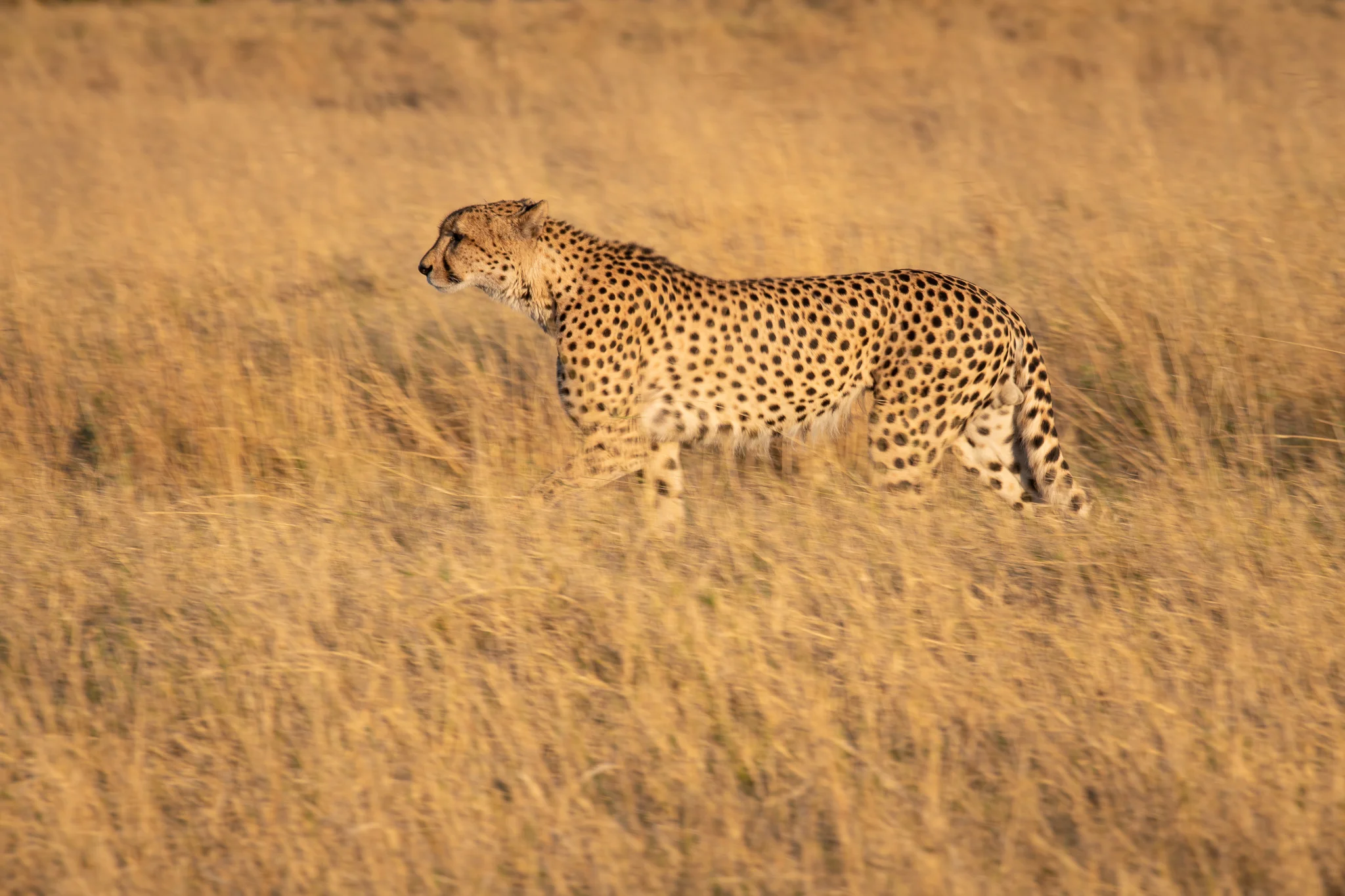 2018_Botswana_-5.jpg