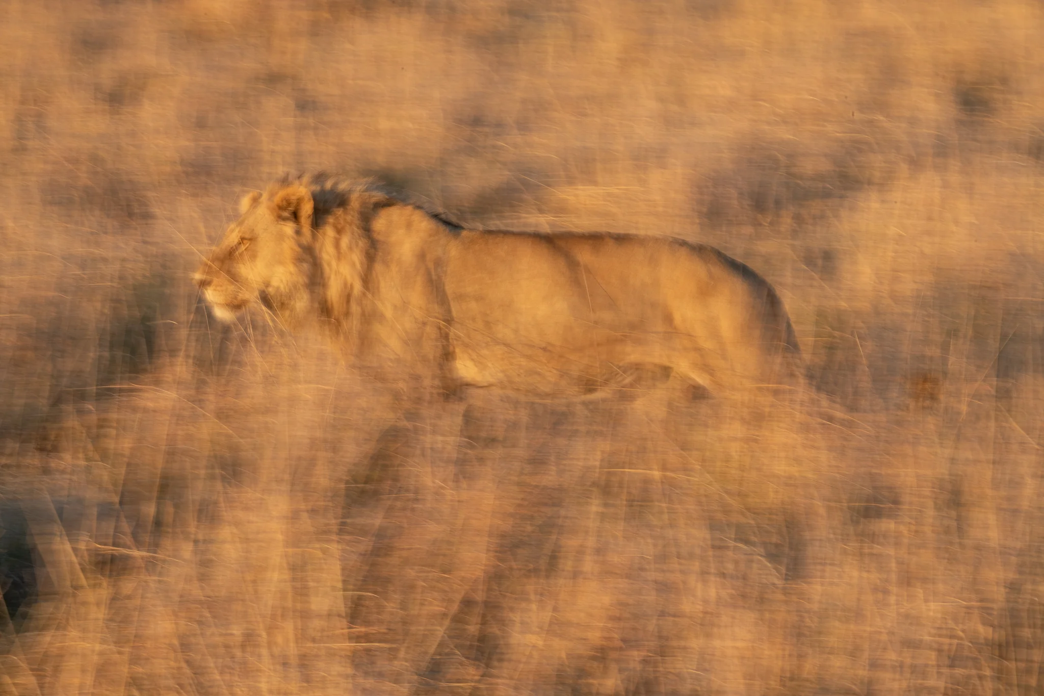 2018_Botswana_-7.jpg