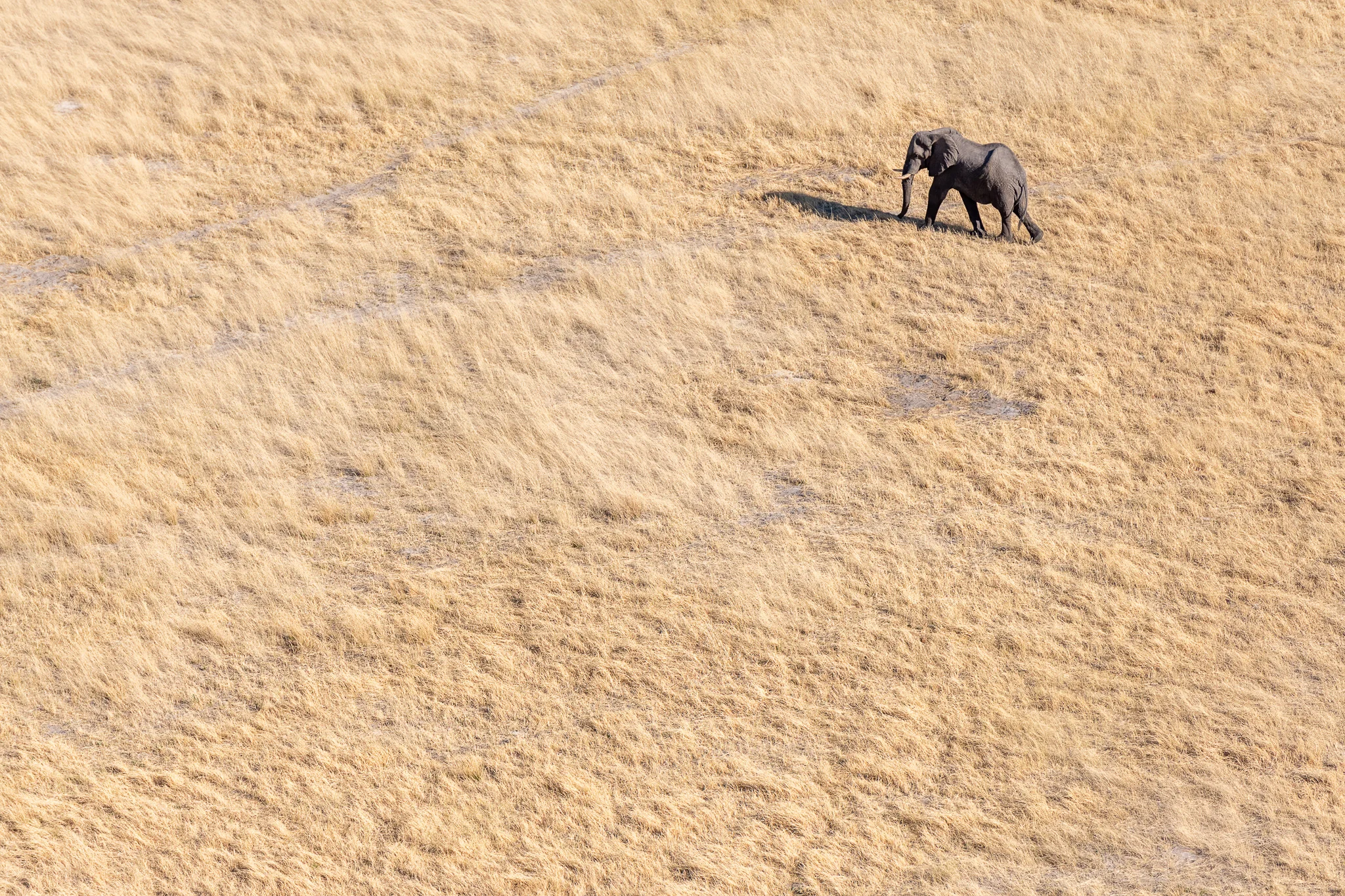 2018_Botswana_-12.jpg