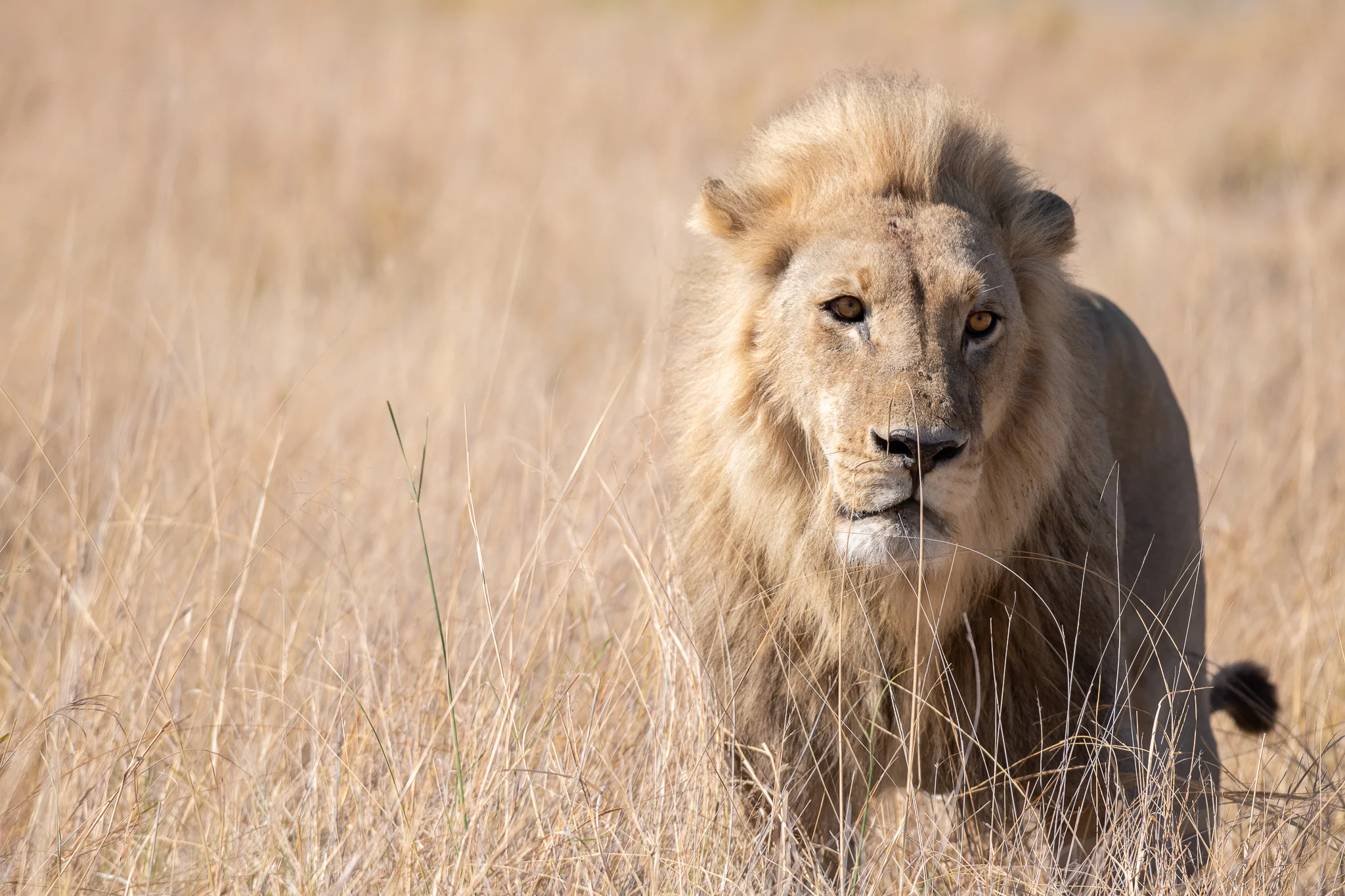 2018_Botswana_-13.jpg