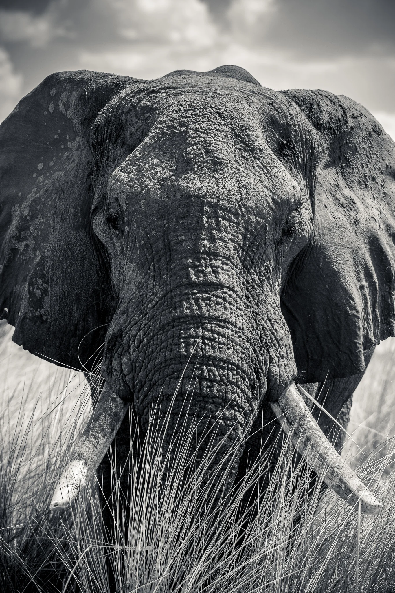 2018_Botswana_BW-2.jpg