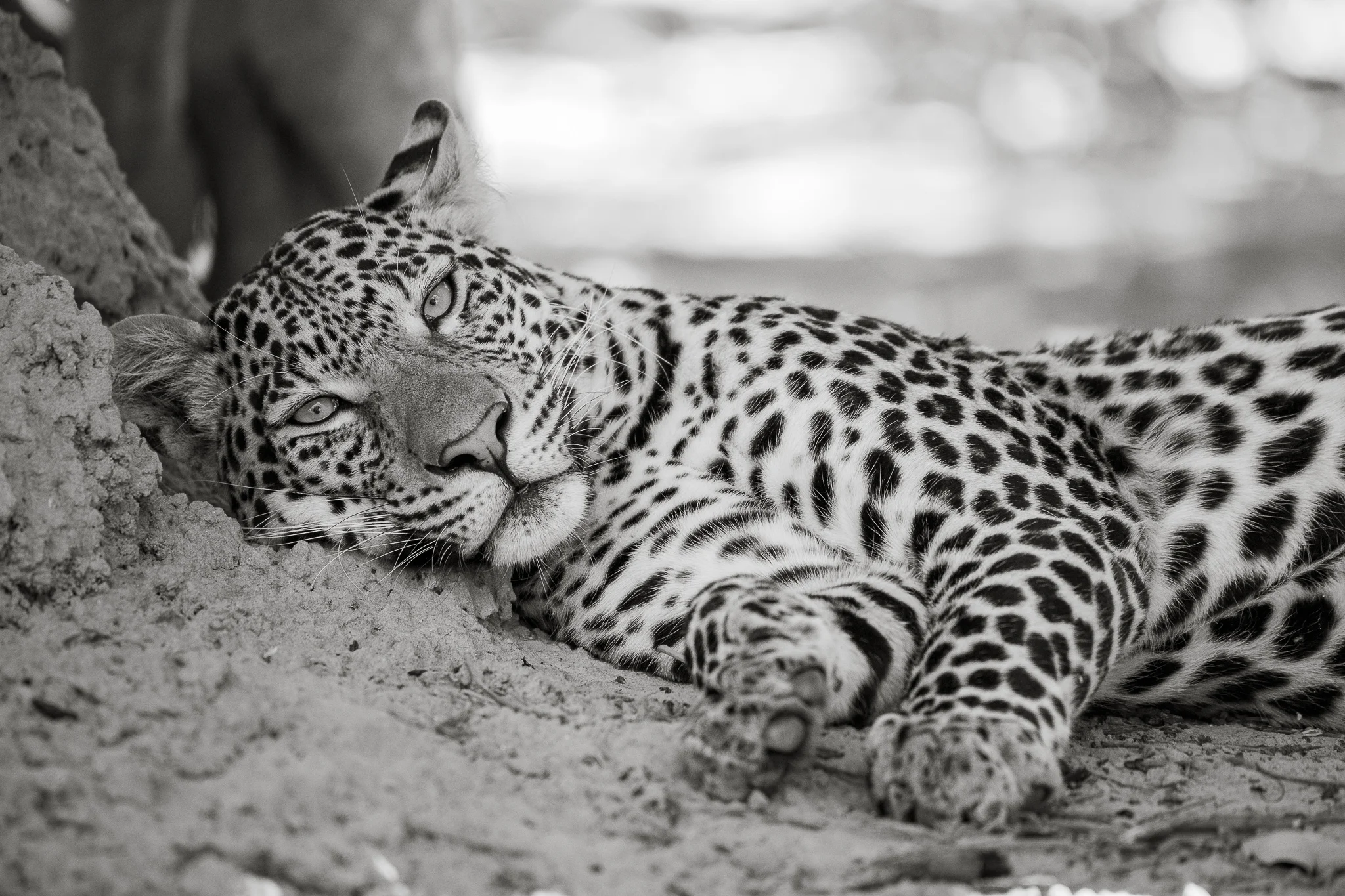 2018_Botswana_BW-3.jpg