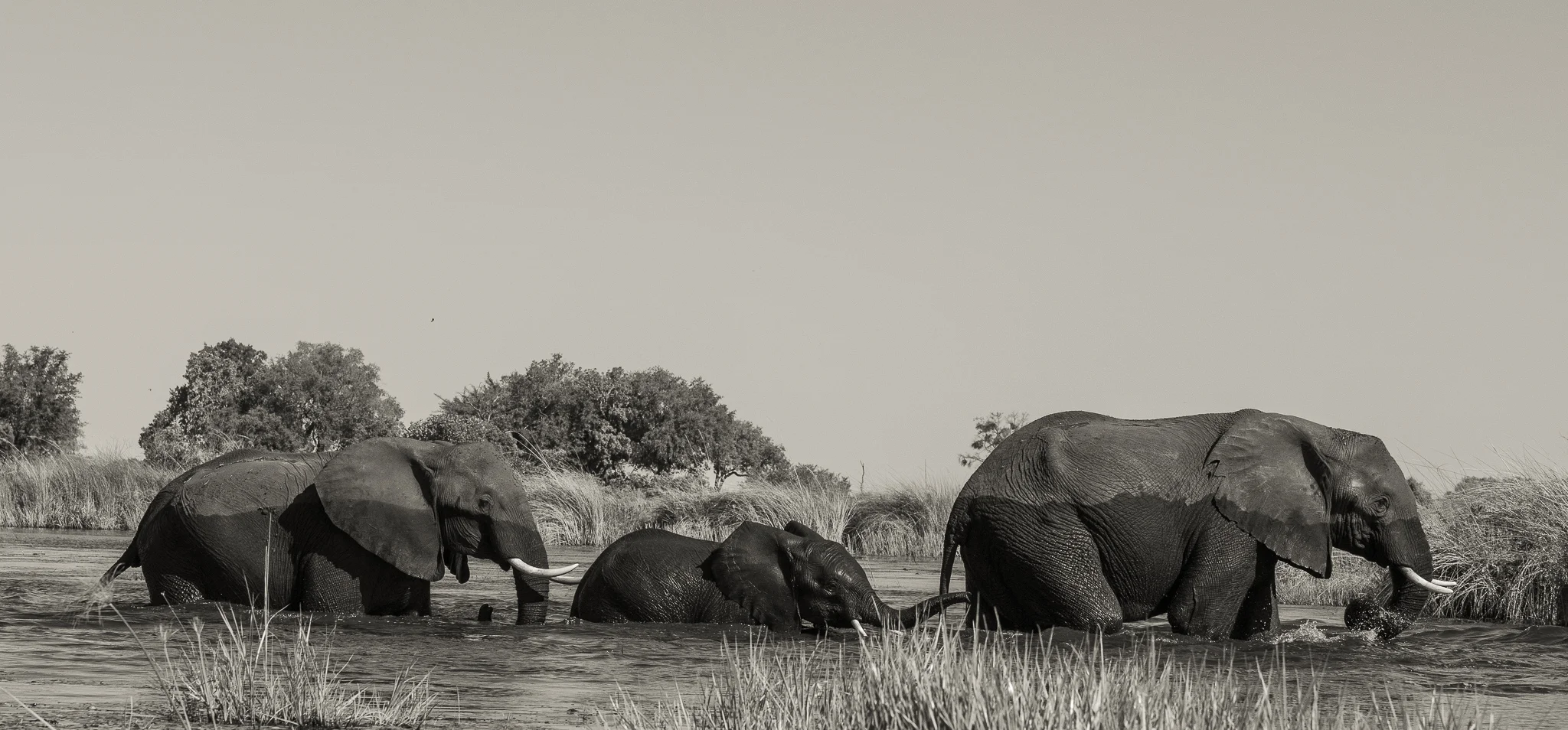 2018_Botswana_BW-5.jpg