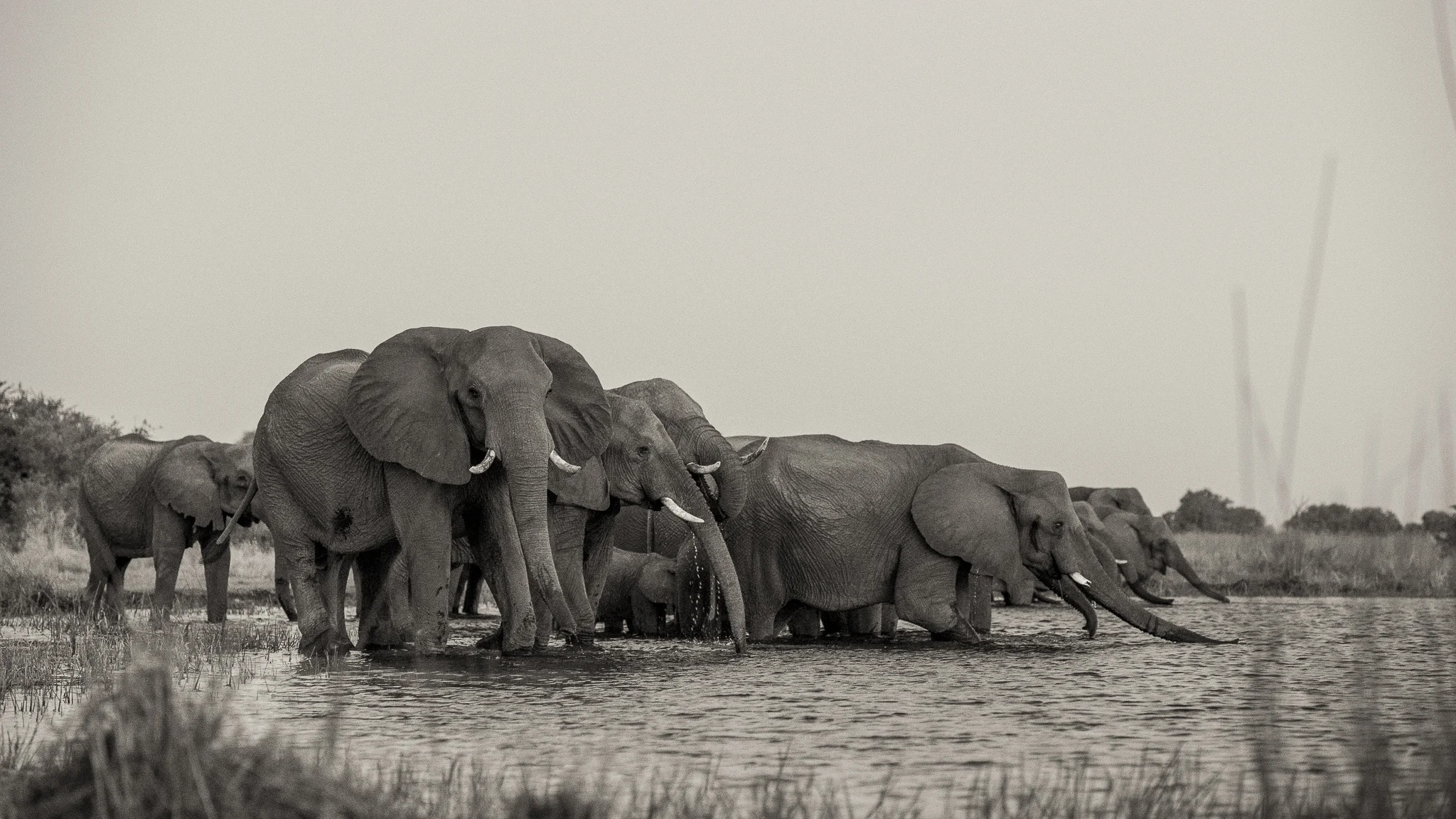 2018_Botswana_BW-6.jpg
