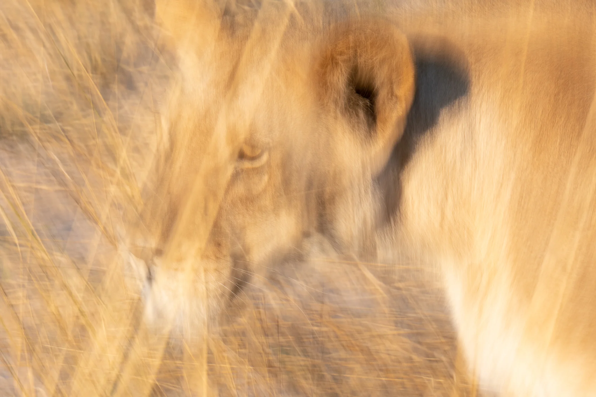 2018_Botswana_-15.jpg