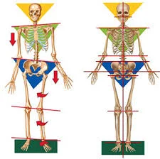 skeleton alignment 2.jpg