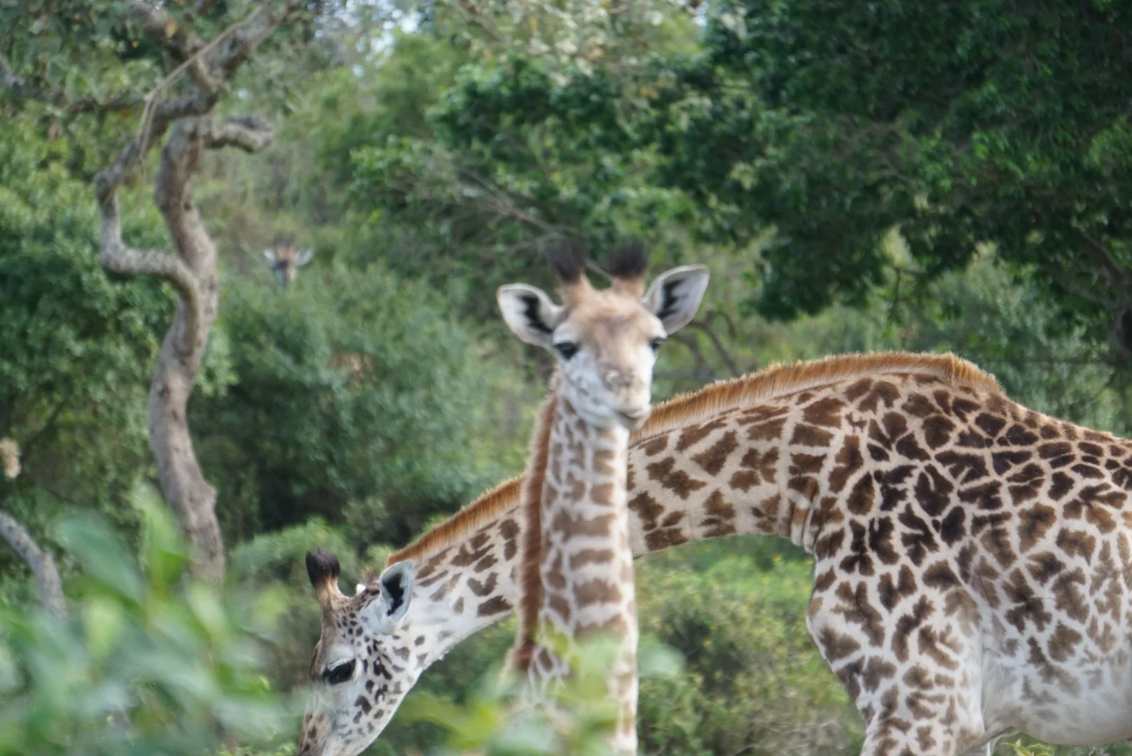 LRG-DSC05909 (1).JPG