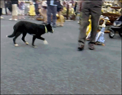 Miss Quackback and the ladies out for a Sunday stroll