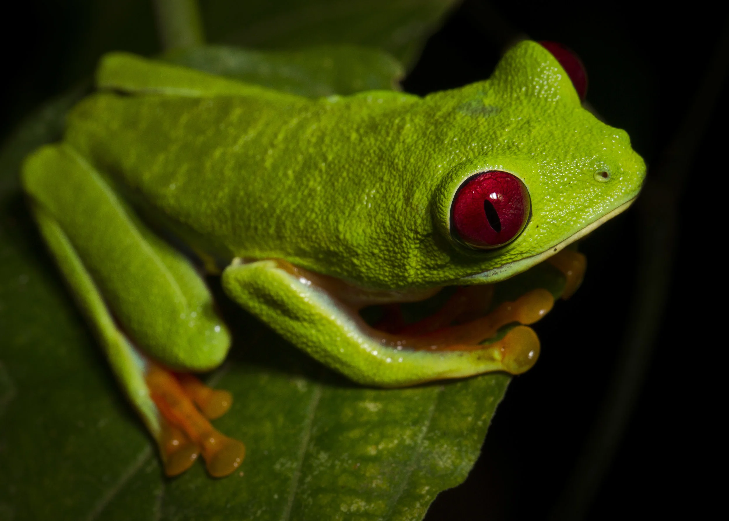 Red Eye Tree Frog+.JPG