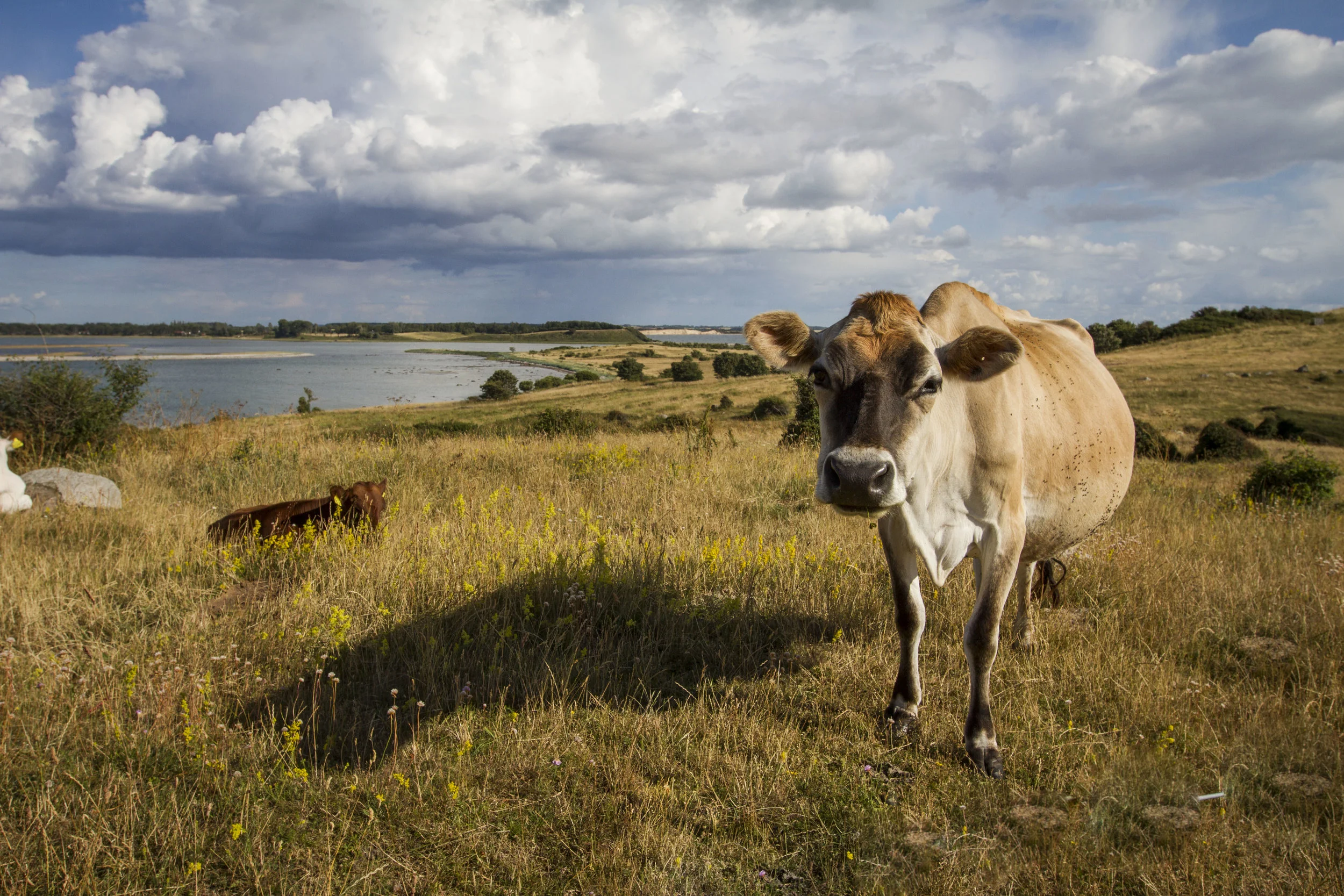 Cow.JPG