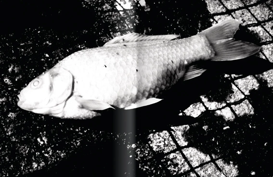 Mo_FISSION_master_rgb_for socials_10.jpg