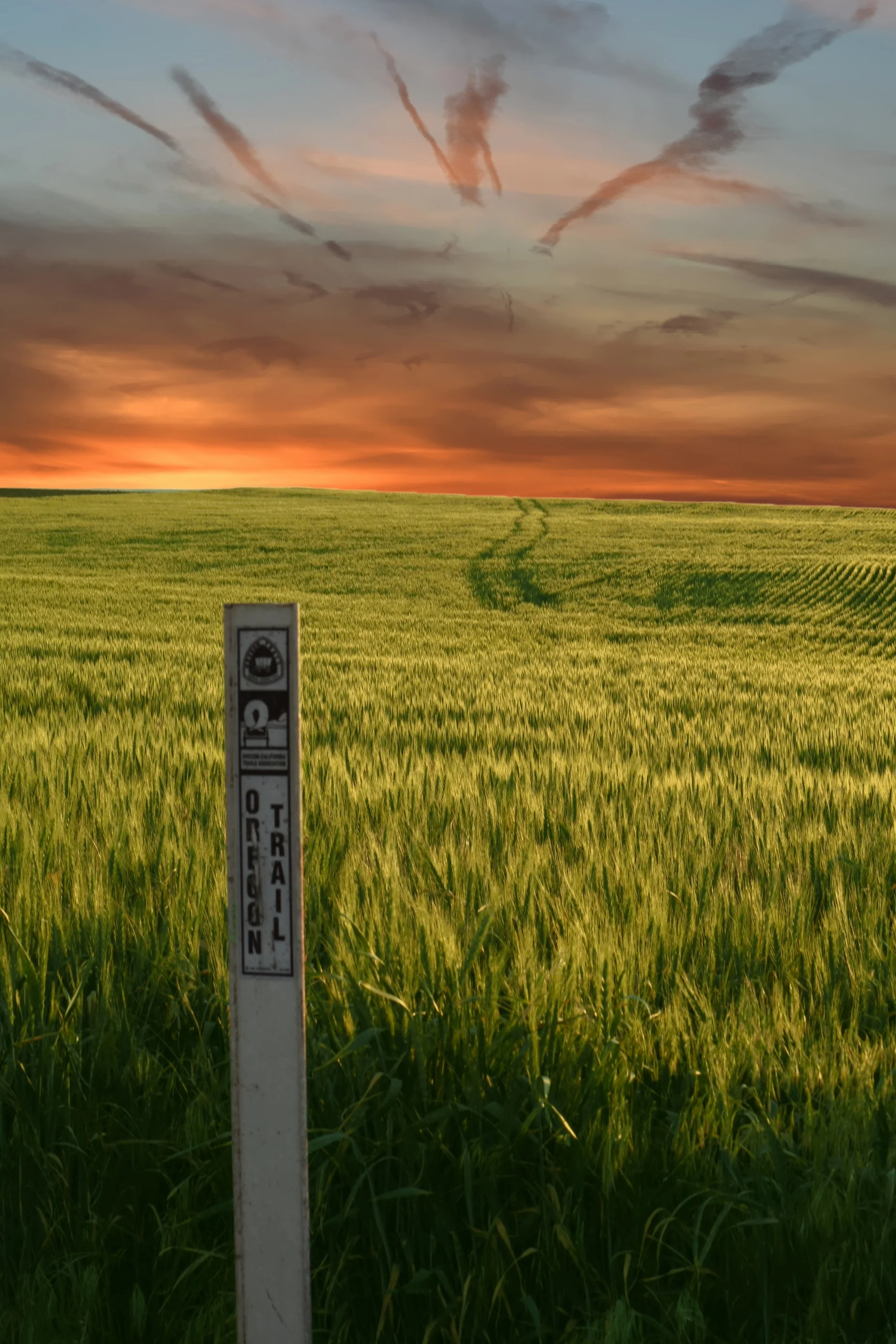 Sunset Wheat Field Traces Amazing Oregon Trail.jpg