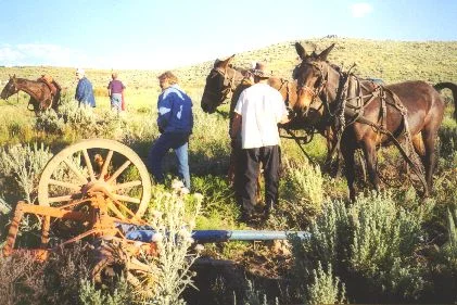 Made July 22, 1997 just north of East Canyon Reservoir, East Canyon, Utah. Photograph by Steve Berlin. When apparently the weight of the wagon they were hitched to overcame this pair of mules on a steep hill, they began to run downhill at top speed spilling the driver, who broke his arm and crashing the wagon box into the hill slightly injuring the passengers. Having broken off the front wheels, axle and tongue the team continued to run until the animals went down in the brush and rocks. Once freed from the wreckage, the mules jumped to their feet, appeared unhurt and and stood quietly. The accident was videotaped by the many domestic and international crews covering the last few days of the trek and the dramatic footage aired around the world.