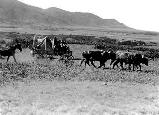 Made July 2_, 1897 near mouth of Emigration Canyon, Salt Lake City, Utah. Two Yokes of Oxen - 1897. Used by permission, Utah State Historical Society, all rights reserved - Photograph: Salt Lake Tribune. Two yokes of oxen were used on the trek whenever possible but cattle-poor Mormons made do with fewer draft animals than most emigrants on the Oregon-California-Mormon Trail. This view is another looking generally south from the bench north of Emigration Canyon.