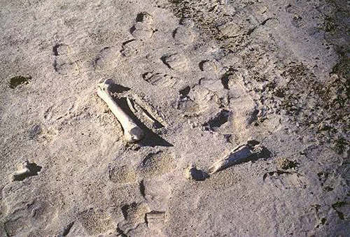 25. Made 11/5/86, Great Salt Lake Desert, Utah. Ox Bone? Photograph: Copyright © 1986 Roy D. Tea. This photo was taken about a mile east of Floating Island, somewhat off the Hastings Trail, and may be ox bones. Osteologists are invited to comment: Roy D. Tea .
