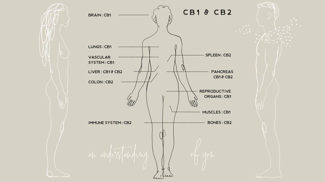 PACHAMAMA ENOCANNABINOID.jpg