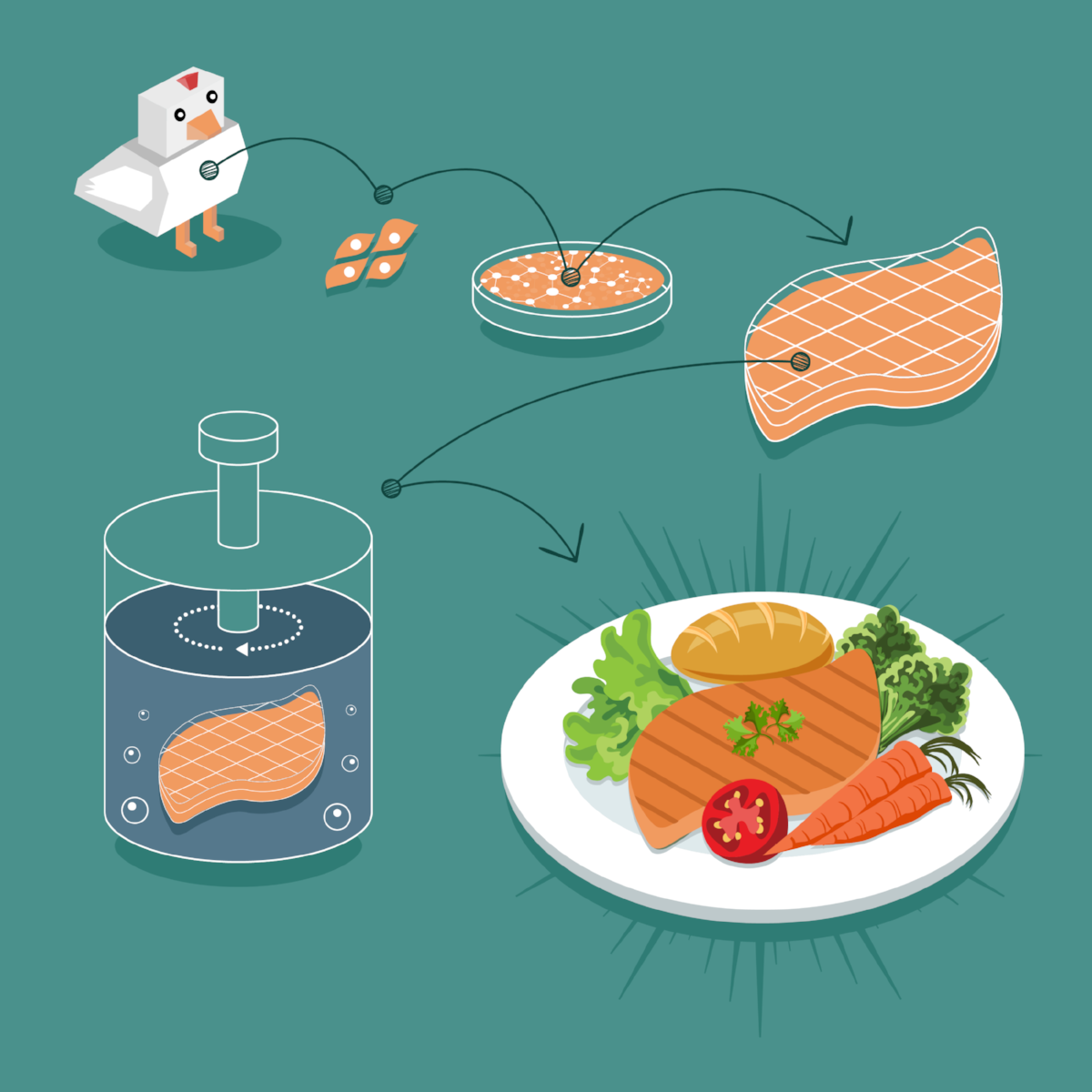 The cellular agriculture process in a nutshell.