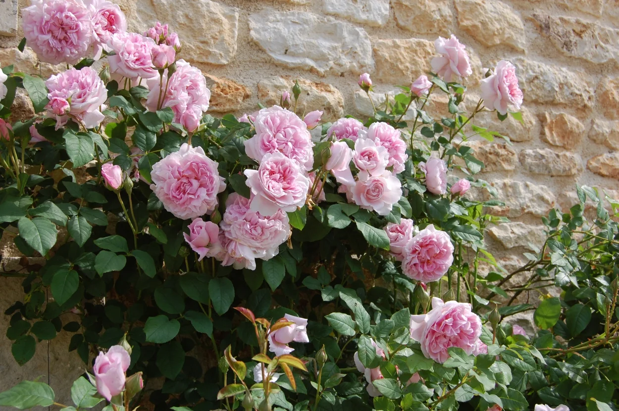 roses on wall.jpg