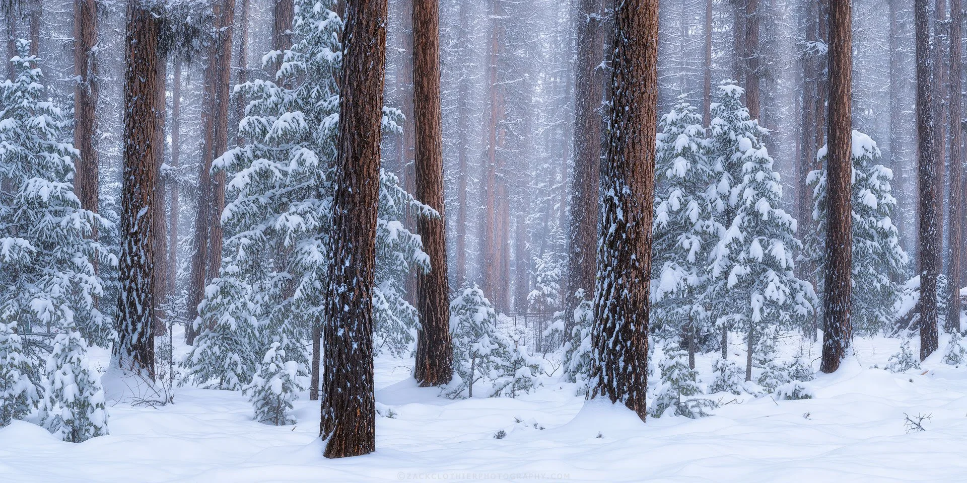 Snowy-Silence-Montana-Panoramic-Fine-Art-Nature-Photography-Print.jpg