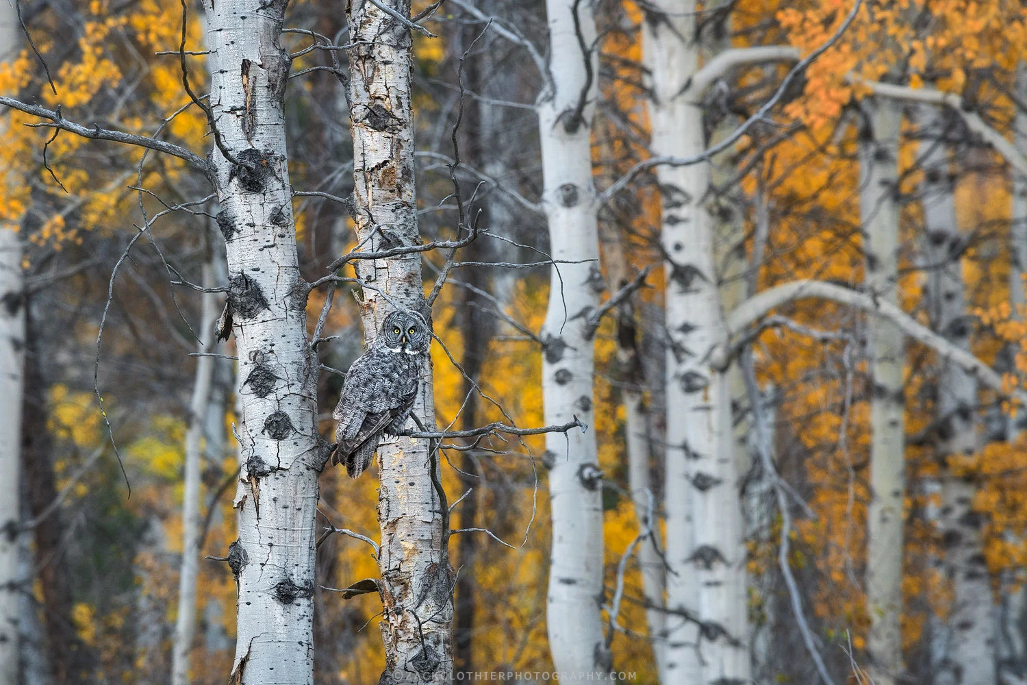 "Keeper Of The Forest"