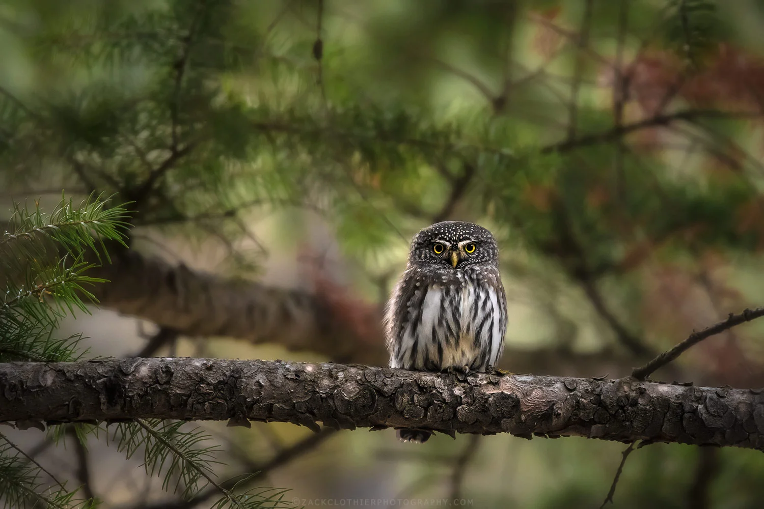 "Little Owl"